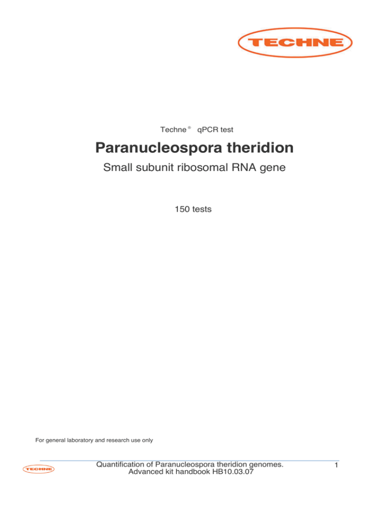 p theridion p theridion