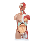 Educational Insights Human Body Torso Model Product Instructions