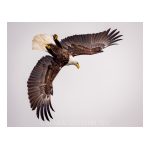 Eagle EM1 1 gal. Natural Seal Penetrating Clear Water-Based Concrete and Masonry Water Repellant Sealer and Salt Protectant Use and Care Manual
