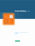 Bio-Rad Blotting Equipment Guide: AI Chat &amp; PDF Access