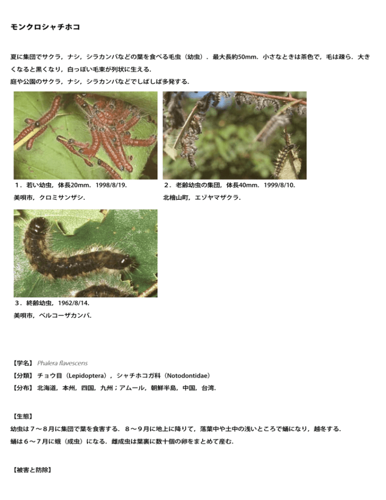 モンクロシャチホコ Manualzz
