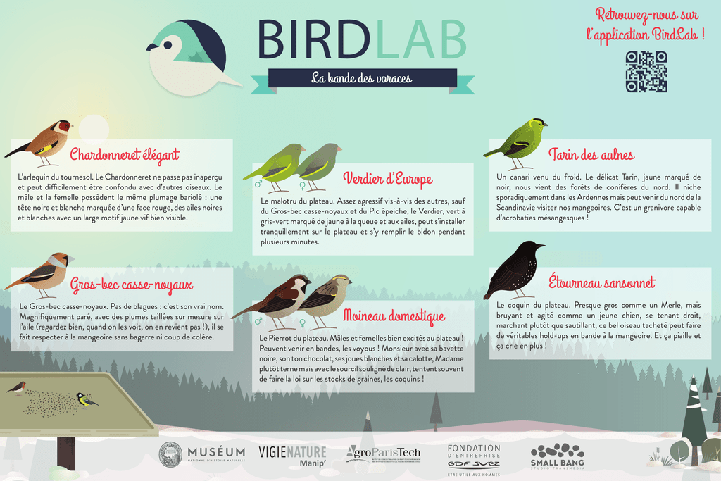 La Description Des 24 Espèces D Oiseaux De L Opération