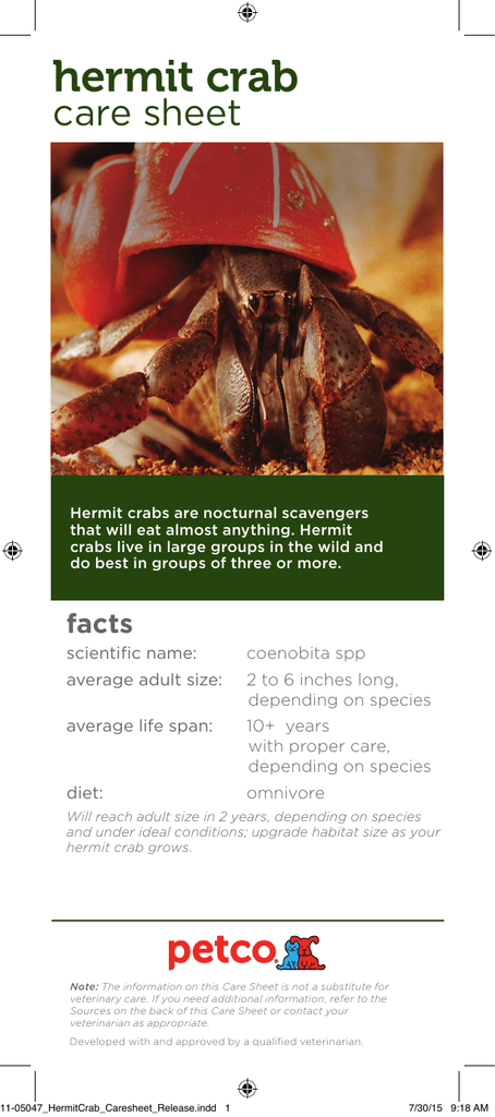 proper hermit crab care